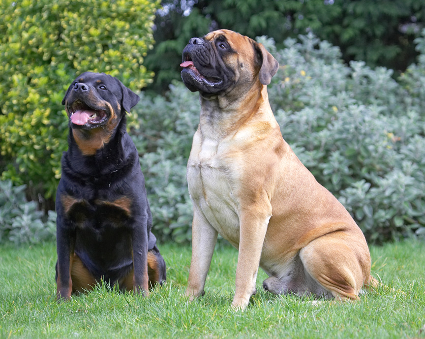 Being very good boys