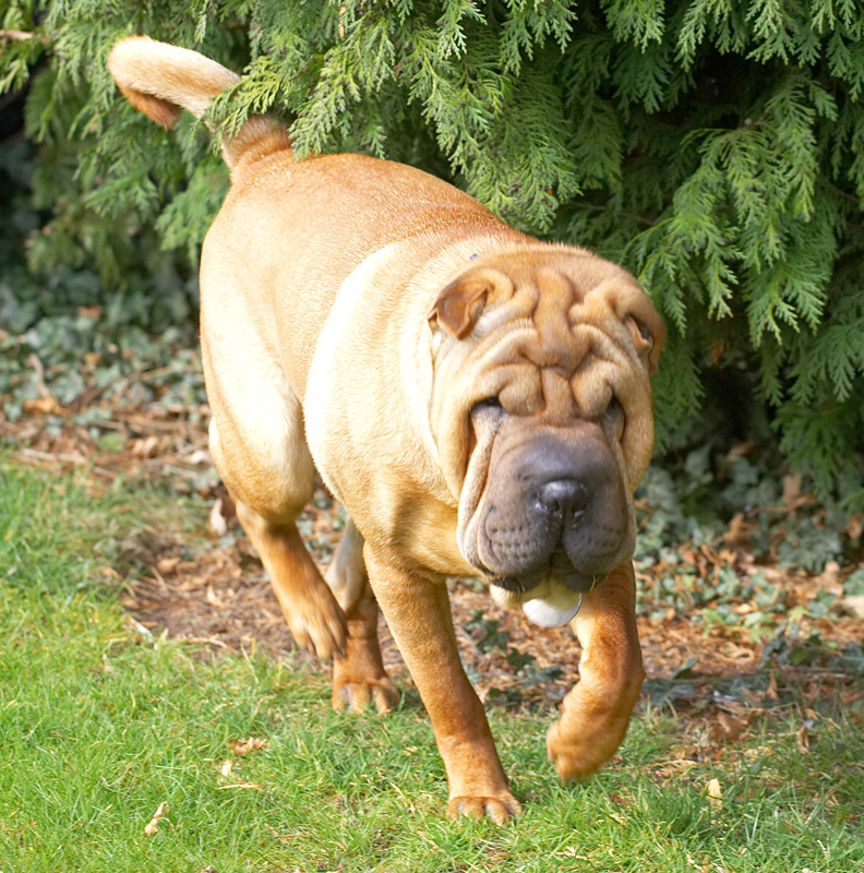 Cane on the hunt