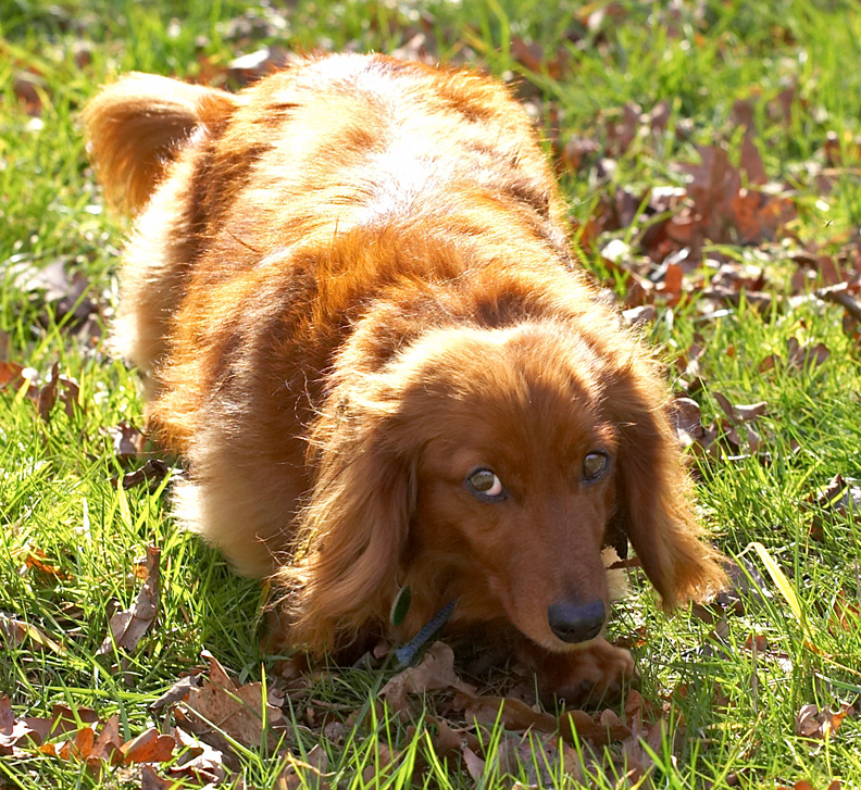 Molly in the Sunshine