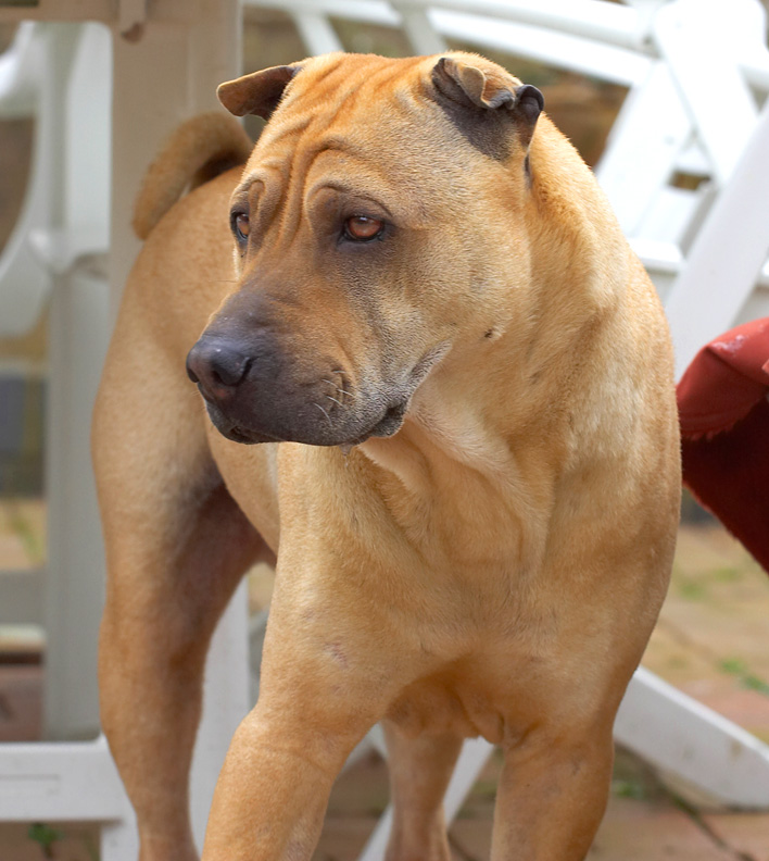 Spartacus looking thoughtful