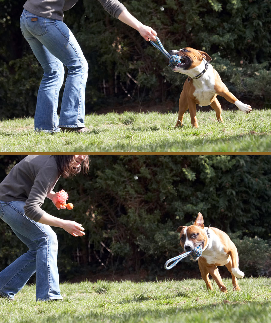 Animal, Animals, Canine, Canines, Dog, Dogs, Emilia, Land Mammal, Land Mammals, Monty, Play, Playing, Playtime, Staffordshire Bull Terrier, Terrestrial Mammal, Terrestrial Mammals, Tug-o-war