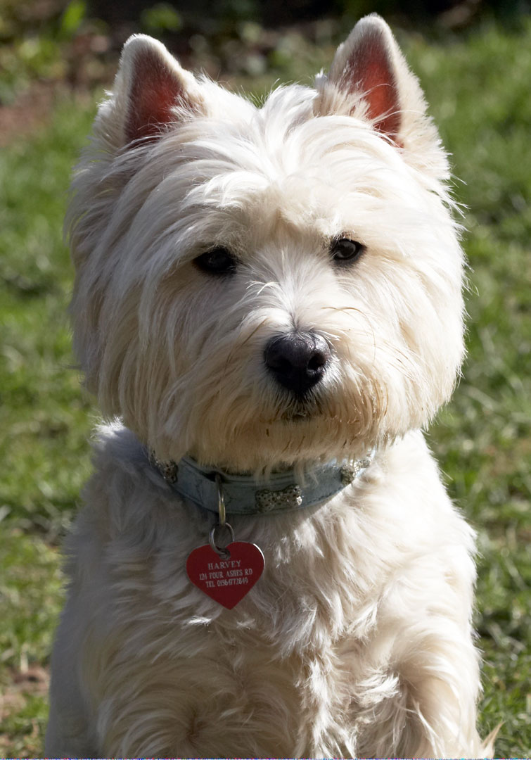Animal, Animals, Canine, Canines, Dog, Dogs, Harvey, Land Mammal, Land Mammals, Play, Playing, Playtime, Terrestrial Mammal, Terrestrial Mammals, Terriers, West Highland Terrier