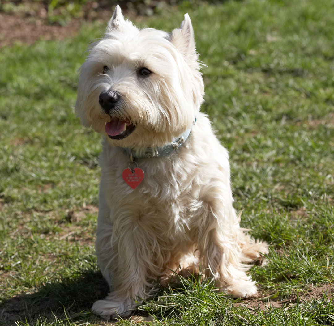 Playing, Playtime, Sit, Sitting, Smile, Smiling, Terrestrial Mammal, Terrestrial Mammals, Terriers, Tongue, West Highland Terrier, Animal, Animals, Canine, Canines, Dog, Dogs, Harvey, Land Mammal, Land Mammals, Play