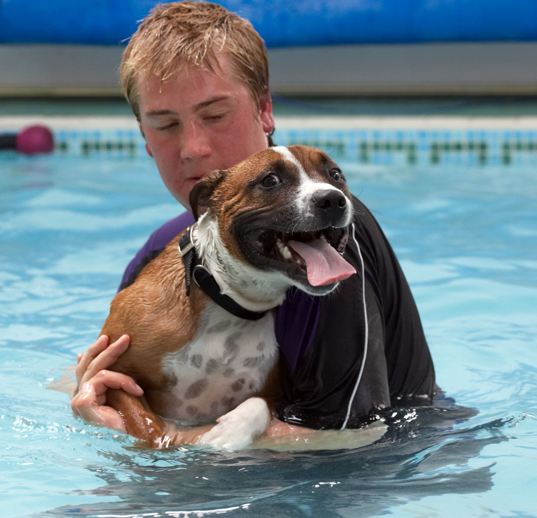 Animal, Animals, Ben, Canine, Canines, Dog, Dogs, Land Mammal, Land Mammals, Monty, Play, Playing, Playtime, Pool, Staffordshire Bull Terrier, Swimming, Terrestrial Mammal, Terrestrial Mammals, Tongue