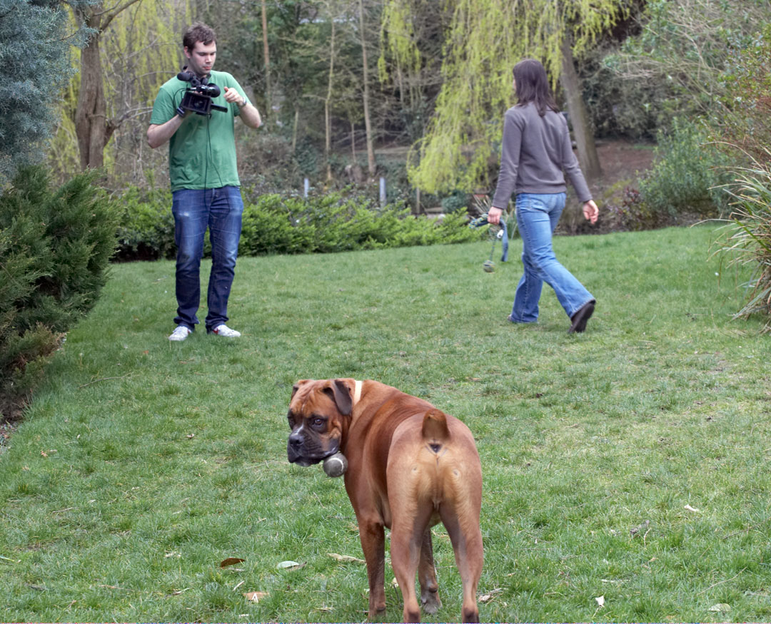 Canine, Land Mammals, Land Mammal, Henry Richards, Filming, Film, Emilia, Dogs, Dog, Canines, Animal, Animal Crackers, Animal Planet, Animals, Boxer, Boxers, Nog, Play, Playing, Playtime, Terrestrial Mammal, Terrestrial Mammals, TV