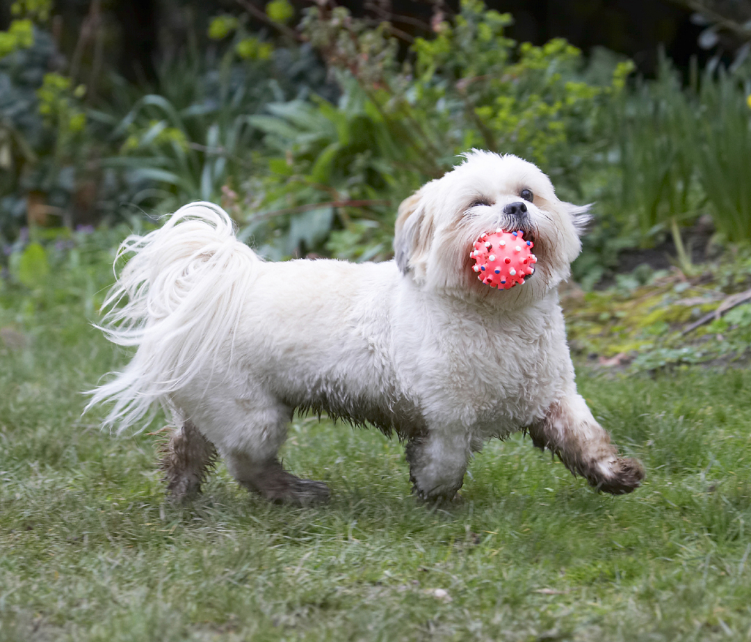 I got the ball .......