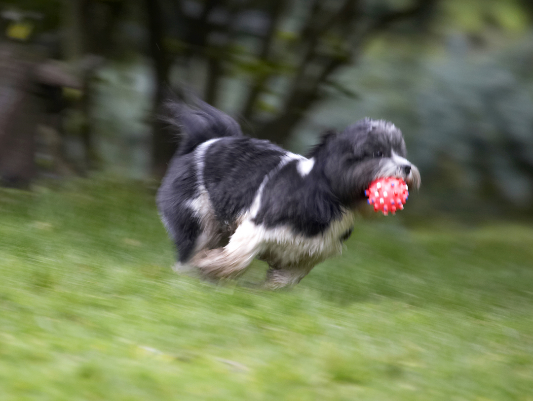 Animal, Animals, Apso, Ball, Canine, Canines, Cleo, Dog, Dogs, Land Mammal, Land Mammals, Lhasa, Milo, Play, Playing, Playtime, Run, Running, Terrestrial Mammal, Terrestrial Mammals