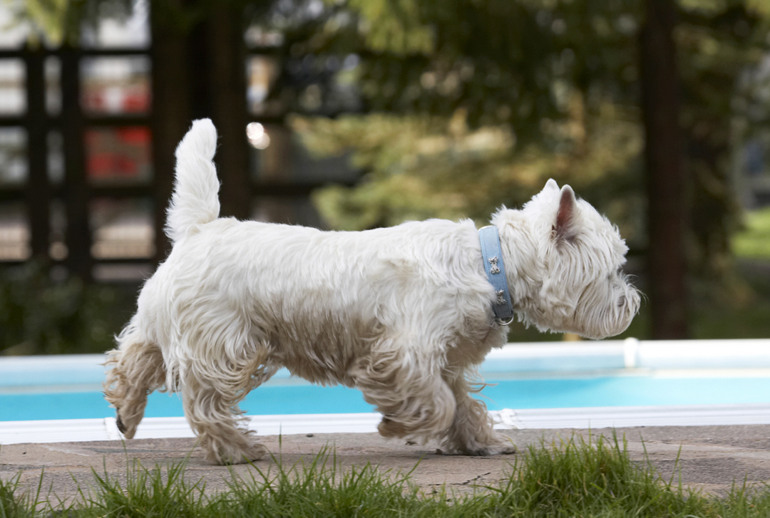 Animal, Animals, Canine, Canines, Dog, Dogs, Harvey, Land Mammal, Land Mammals, Play, Playing, Playtime, Terrestrial Mammal, Terrestrial Mammals, Terrier, Terriers, West Highland