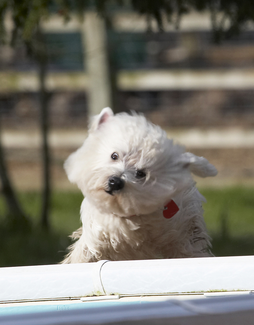 Animal, Animals, Canine, Canines, Dog, Dogs, Land Mammal, Land Mammals, Milly, Play, Playing, Playtime, Shake, Shaking, Terrestrial Mammal, Terrestrial Mammals, Terrier, Terriers, West Highland