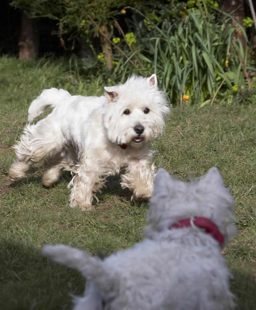 Oh, no, it's the terriorist