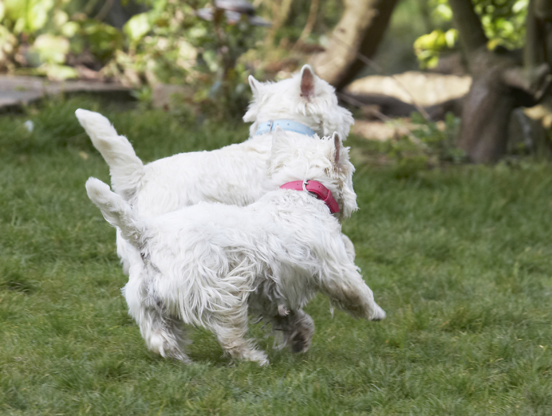 Animal, Animals, Canine, Canines, Dog, Dogs, Harvey, Land Mammal, Land Mammals, Milly, Play, Playing, Playtime, Terrestrial Mammal, Terrestrial Mammals, Terrier, Terriers, West Highland