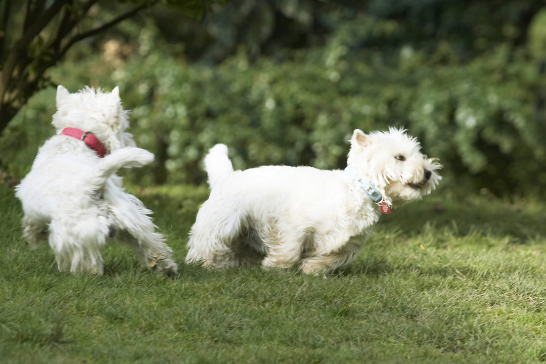 Animal, Animals, Canine, Canines, Dog, Dogs, Harvey, Land Mammal, Land Mammals, Milly, Play, Playing, Playtime, Terrestrial Mammal, Terrestrial Mammals, Terrier, Terriers, West Highland