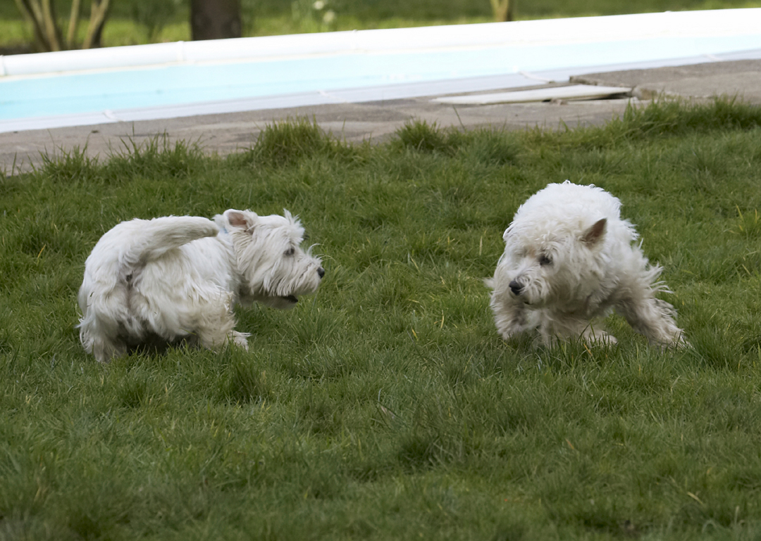 Animal, Animals, Canine, Canines, Dog, Dogs, Harvey, Land Mammal, Land Mammals, Milly, Play, Playing, Playtime, Terrestrial Mammal, Terrestrial Mammals, Terrier, Terriers, West Highland