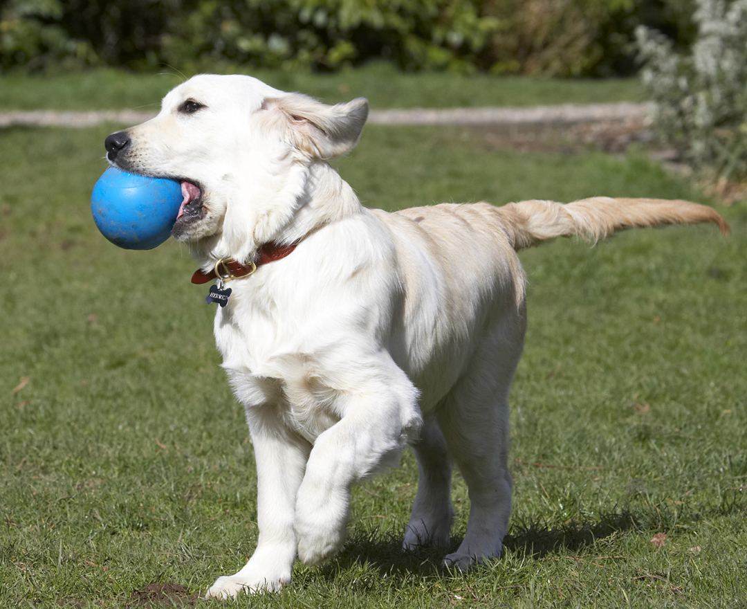 Animal, Animals, Ball, Canine, Canines, Dog, Dogs, Golden Retriever, Hermes, Land Mammal, Land Mammals, Play, Playing, Playtime, Terrestrial Mammal, Terrestrial Mammals