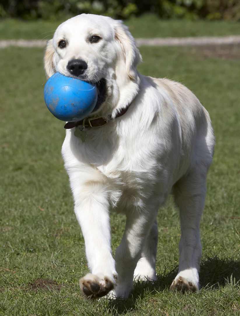 Animal, Animals, Ball, Canine, Canines, Dog, Dogs, Golden Retriever, Hermes, Land Mammal, Land Mammals, Play, Playing, Playtime, Terrestrial Mammal, Terrestrial Mammals