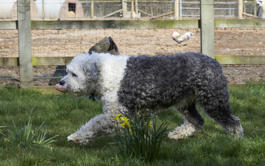 Animal, Animals, Ball, Canine, Canines, Dog, Dogs, Land Mammal, Land Mammals, Lucy, Old English Sheepdog, Play, Playing, Playtime, Terrestrial Mammal, Terrestrial Mammals