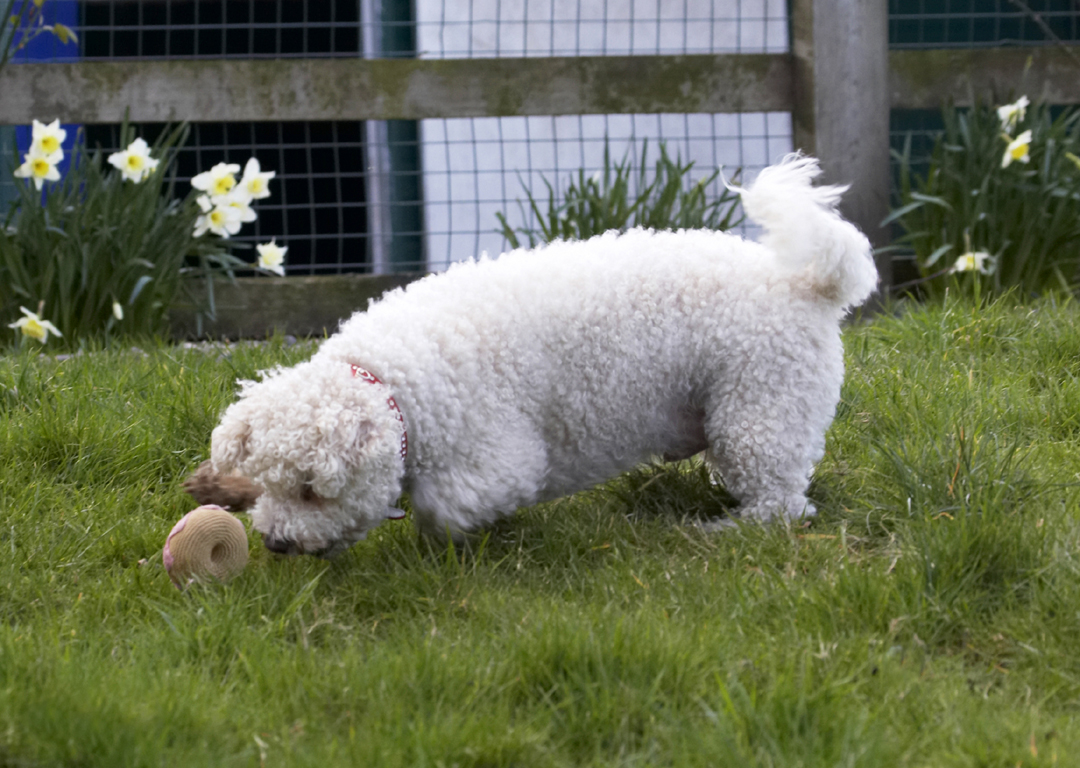 Animal, Animals, Arnie, Ball, Bichon Frise, Canine, Canines, Dog, Dogs, Land Mammal, Land Mammals, Play, Playing, Playtime, Terrestrial Mammal, Terrestrial Mammals