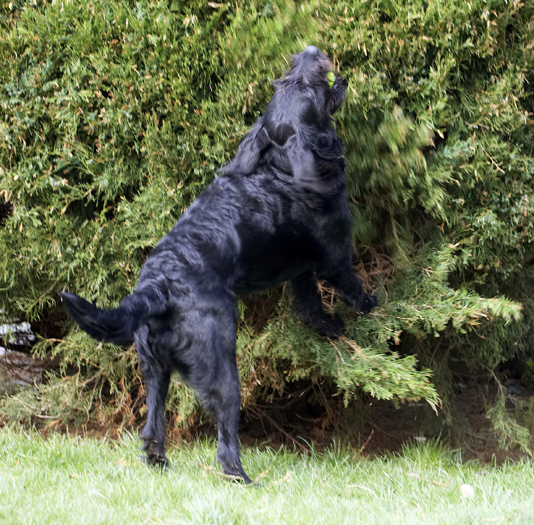 Animal, Animals, Ball, Canine, Canines, Dog, Dogs, Fizz, Labradoodle, Land Mammal, Land Mammals, Play, Playing, Playtime, Terrestrial Mammal, Terrestrial Mammals