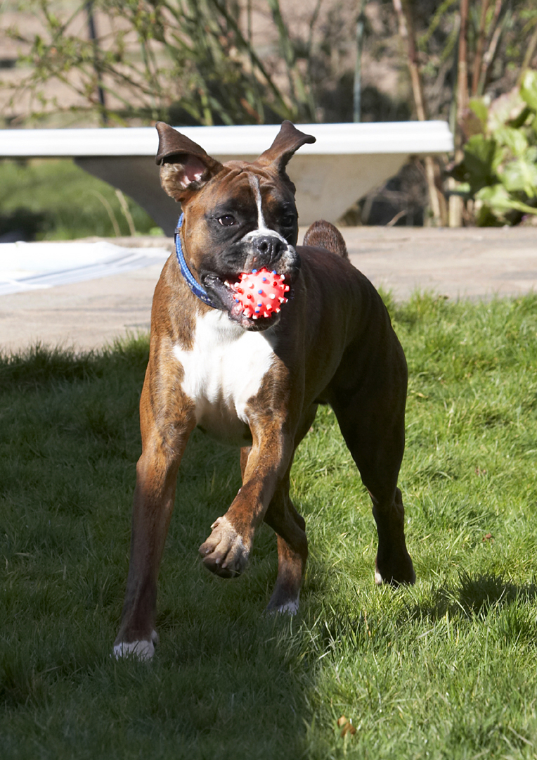 Alfie, Animal, Animals, Ball, Boxer, Boxers, Canine, Canines, Dog, Dogs, Land Mammal, Land Mammals, Play, Playing, Playtime, Run, Running, Terrestrial Mammal, Terrestrial Mammals