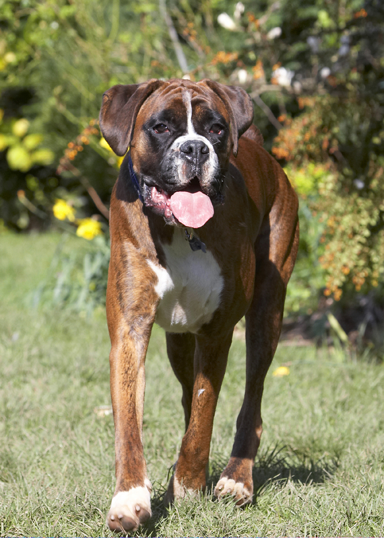 Alfie, Animal, Animals, Boxer, Boxers, Canine, Canines, Dog, Dogs, Land Mammal, Land Mammals, Play, Playing, Playtime, Terrestrial Mammal, Terrestrial Mammals, Tongue