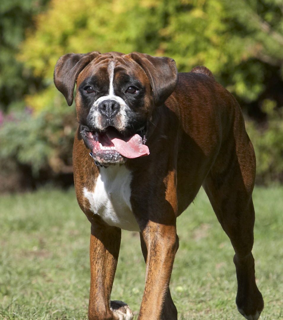 Alfie, Animal, Animals, Boxer, Boxers, Canine, Canines, Dog, Dogs, Land Mammal, Land Mammals, Play, Playing, Playtime, Terrestrial Mammal, Terrestrial Mammals, Tongue