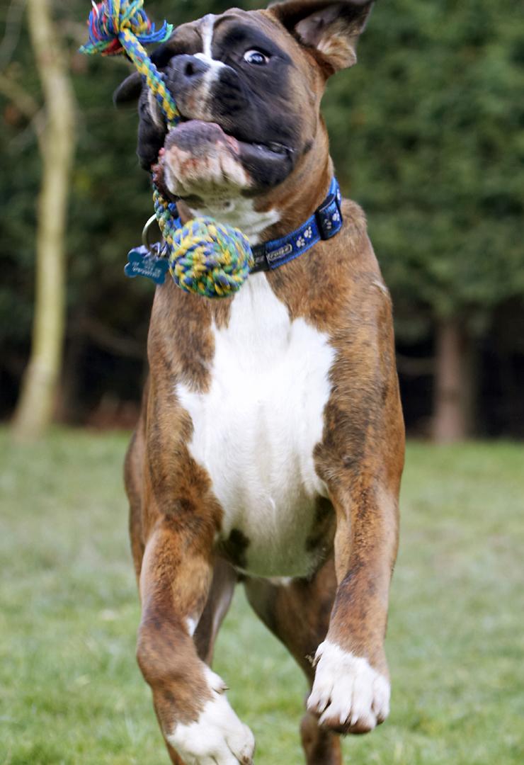 Alfie, Animal, Animals, Boxer, Boxers, Canine, Canines, Dog, Dogs, Land Mammal, Land Mammals, Play, Playing, Playtime, Terrestrial Mammal, Terrestrial Mammals