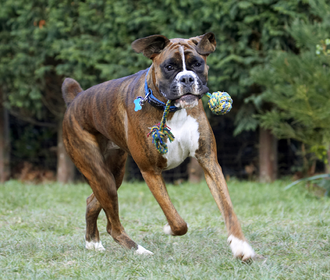 Alfie, Animal, Animals, Boxer, Boxers, Canine, Canines, Dog, Dogs, Land Mammal, Land Mammals, Play, Playing, Playtime, Terrestrial Mammal, Terrestrial Mammals