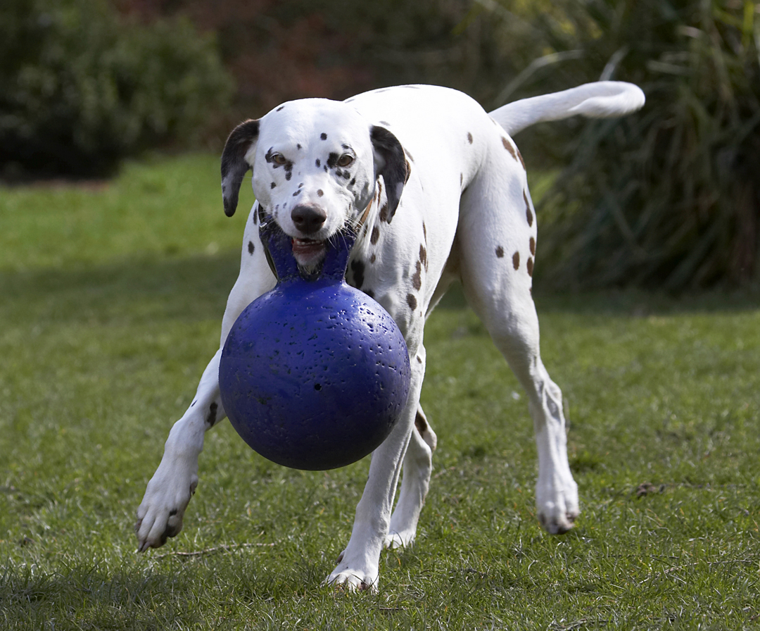 Animal, Animals, Ball, Canine, Canines, Dalmatian, Dalmatians, Dog, Dogs, Land Mammal, Land Mammals, MIA, Play, Playing, Playtime, Terrestrial Mammal, Terrestrial Mammals