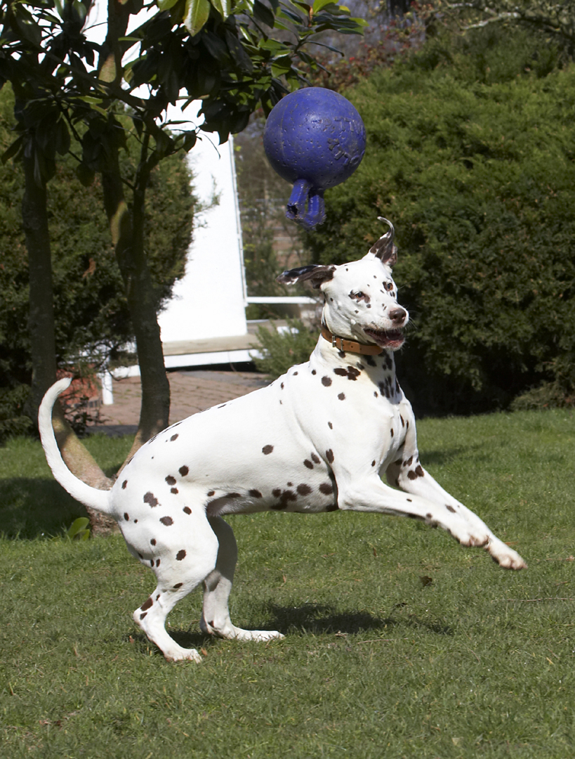 Animal, Animals, Ball, Canine, Canines, Dalmatian, Dalmatians, Dog, Dogs, Land Mammal, Land Mammals, MIA, Play, Playing, Playtime, Terrestrial Mammal, Terrestrial Mammals