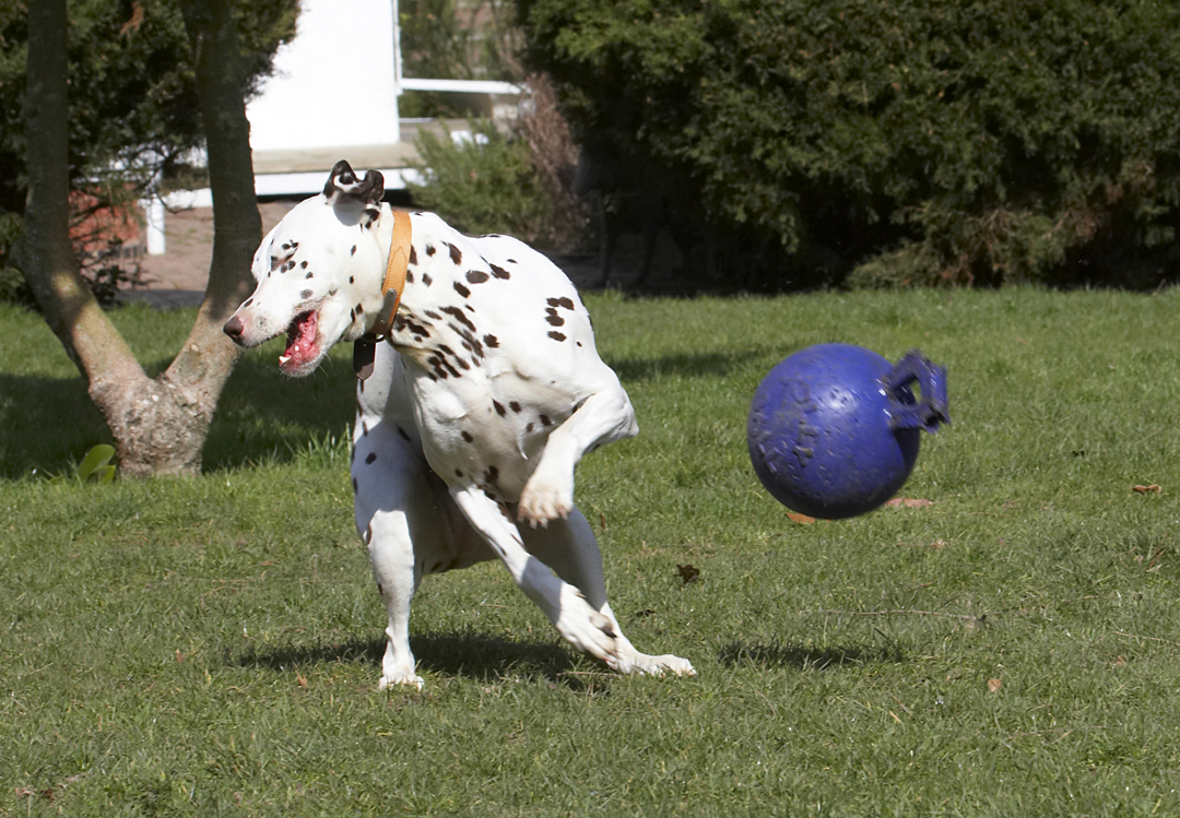 Animal, Animals, Ball, Canine, Canines, Dalmatian, Dalmatians, Dog, Dogs, Land Mammal, Land Mammals, MIA, Play, Playing, Playtime, Terrestrial Mammal, Terrestrial Mammals