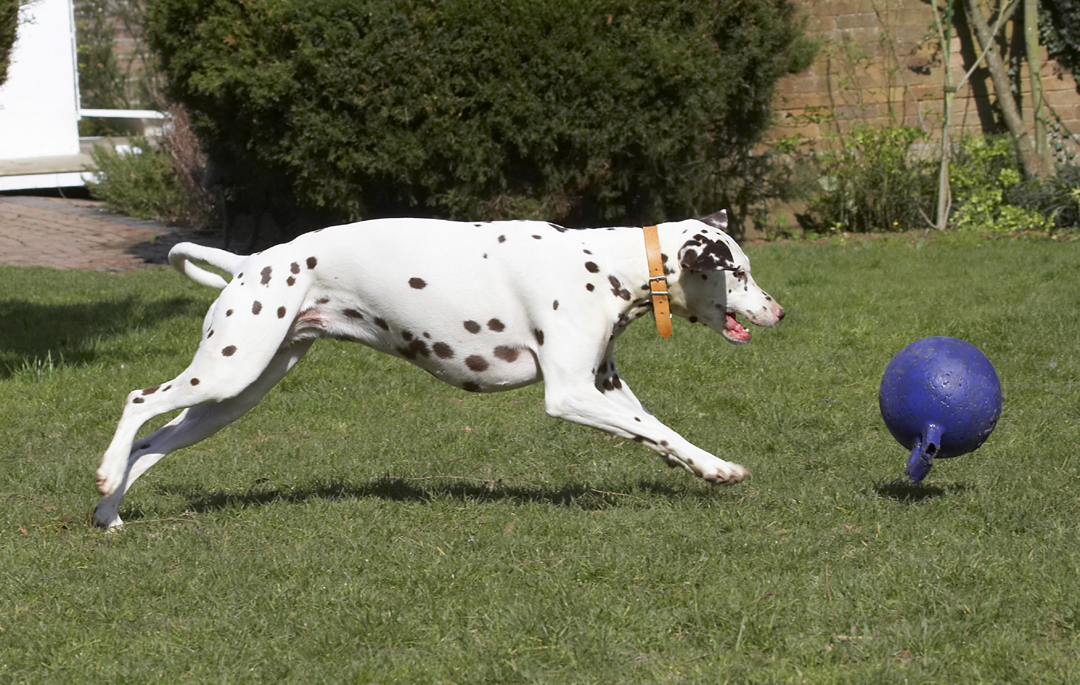 Animal, Animals, Ball, Canine, Canines, Dalmatian, Dalmatians, Dog, Dogs, Land Mammal, Land Mammals, MIA, Play, Playing, Playtime, Terrestrial Mammal, Terrestrial Mammals