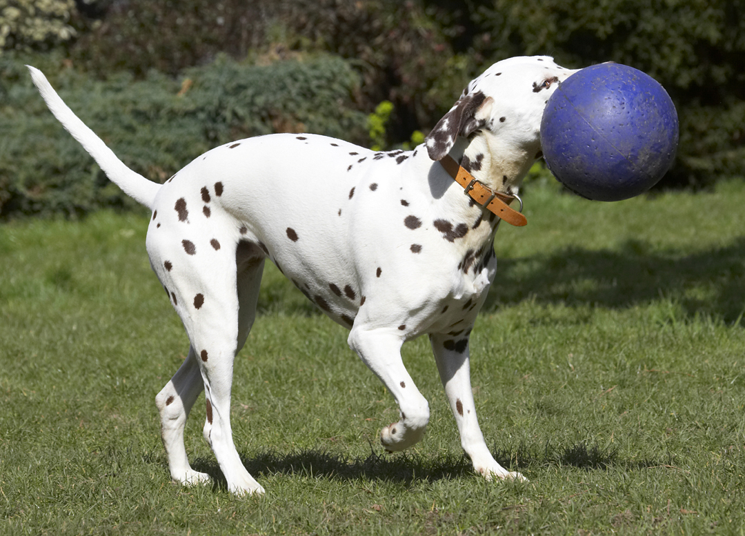 C'mon, ball, let's go for a walk
