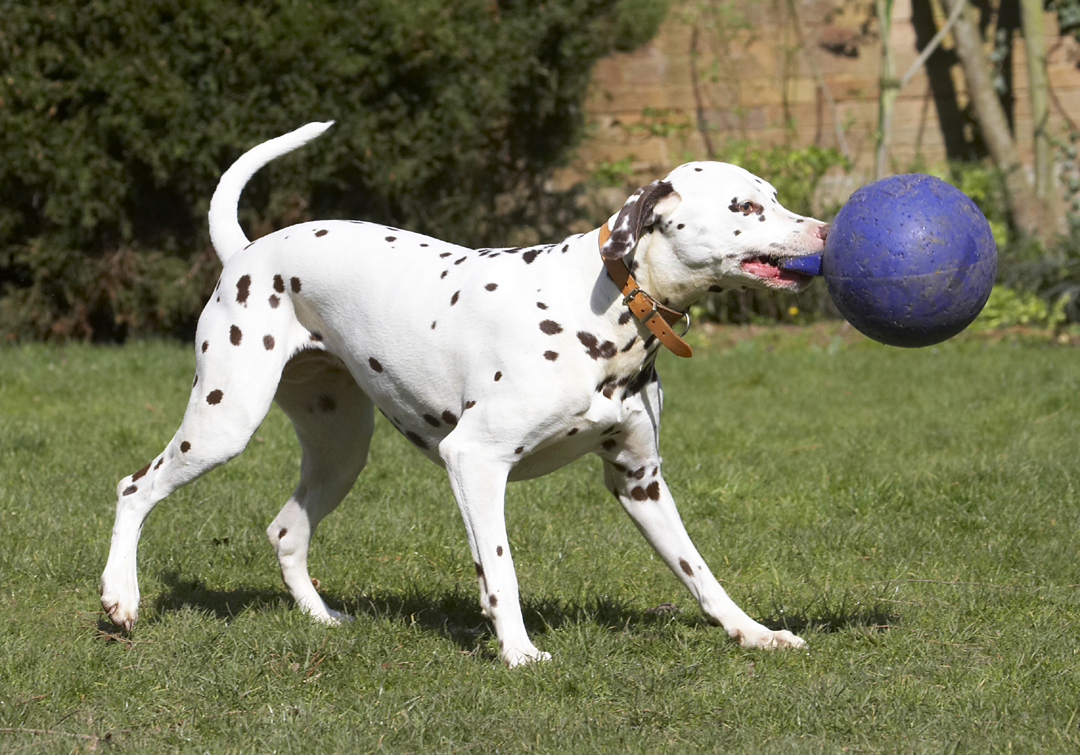 Animal, Animals, Ball, Canine, Canines, Dalmatian, Dalmatians, Dog, Dogs, Land Mammal, Land Mammals, MIA, Play, Playing, Playtime, Terrestrial Mammal, Terrestrial Mammals