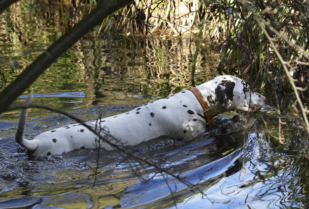 Animal, Animals, Ball, Canine, Canines, Dalmatian, Dalmatians, Dog, Dogs, Land Mammal, Land Mammals, MIA, Play, Playing, Playtime, Stream, Terrestrial Mammal, Terrestrial Mammals, Water