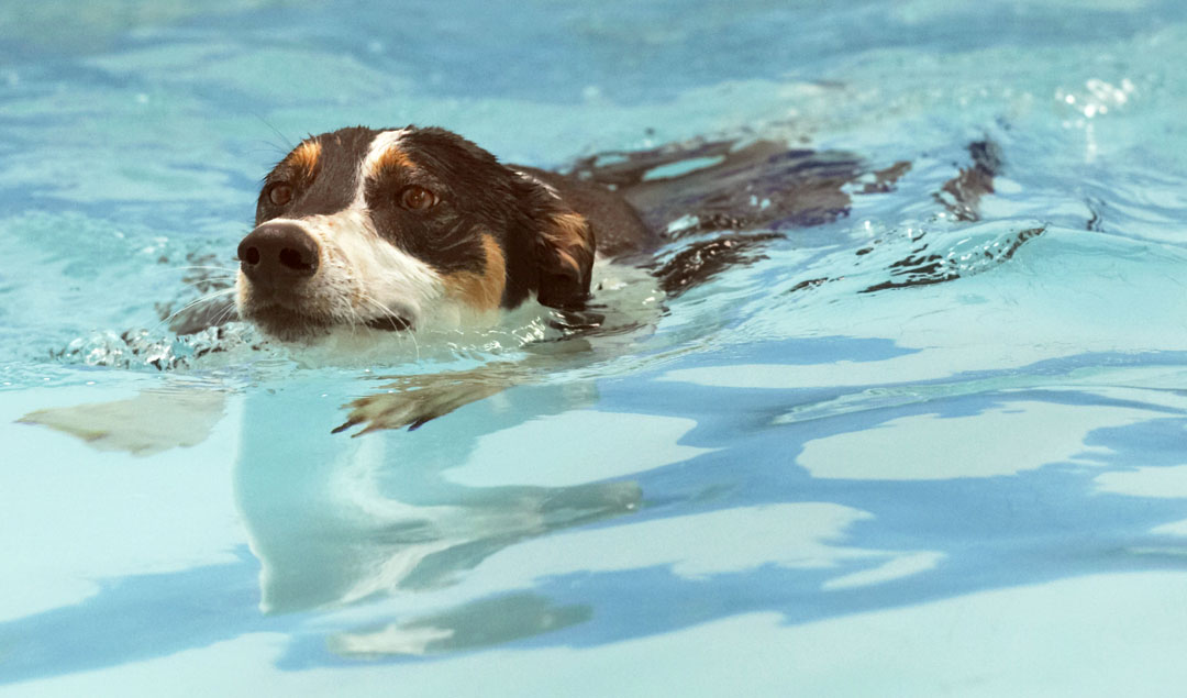 Animal, Animals, Canine, Canines, Dog, Dogs, Land Mammal, Land Mammals, Lurcher, Murphy, Play, Playing, Playtime, pool, Swim, Swimming, Terrestrial Mammal, Terrestrial Mammals