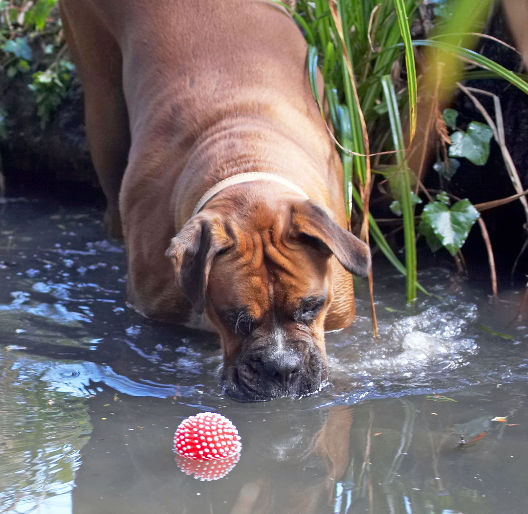Animal, Animals, Ball, Boxer, Boxers, Canine, Canines, Dog, Dogs, Land Mammal, Land Mammals, Nog, Play, Playing, Playtime, Terrestrial Mammal, Terrestrial Mammals, Water