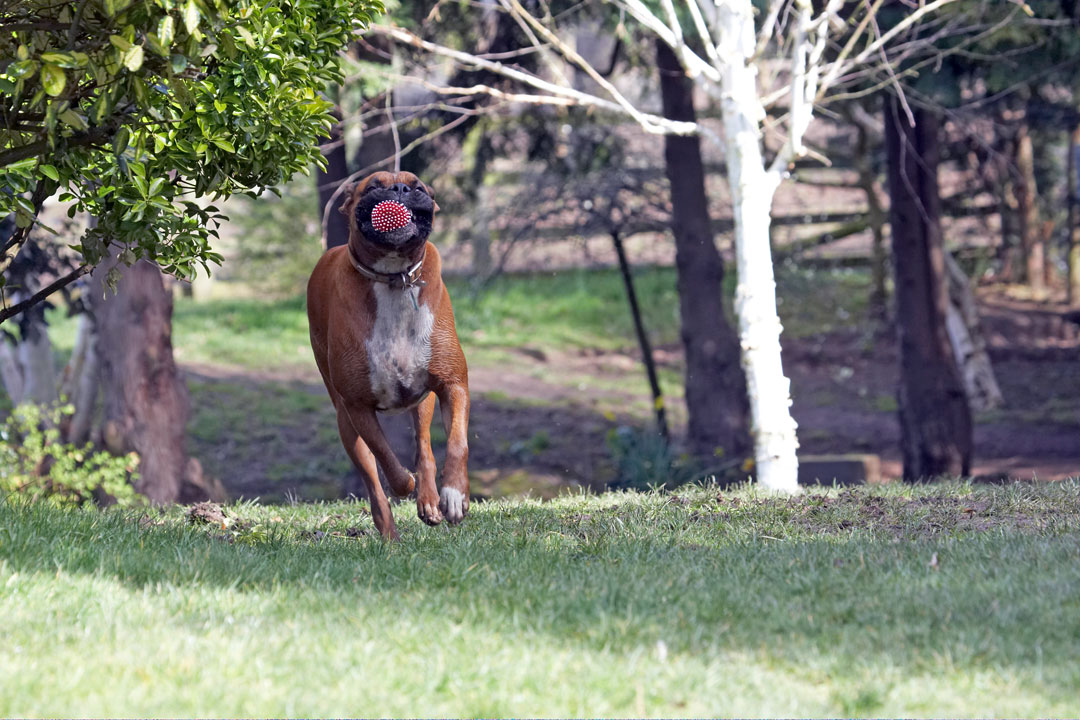 Animal, Animals, Ball, Boxer, Boxers, Canine, Canines, Dog, Dogs, Land Mammal, Land Mammals, Nog, Play, Playing, Playtime, Run, running, Terrestrial Mammal, Terrestrial Mammals