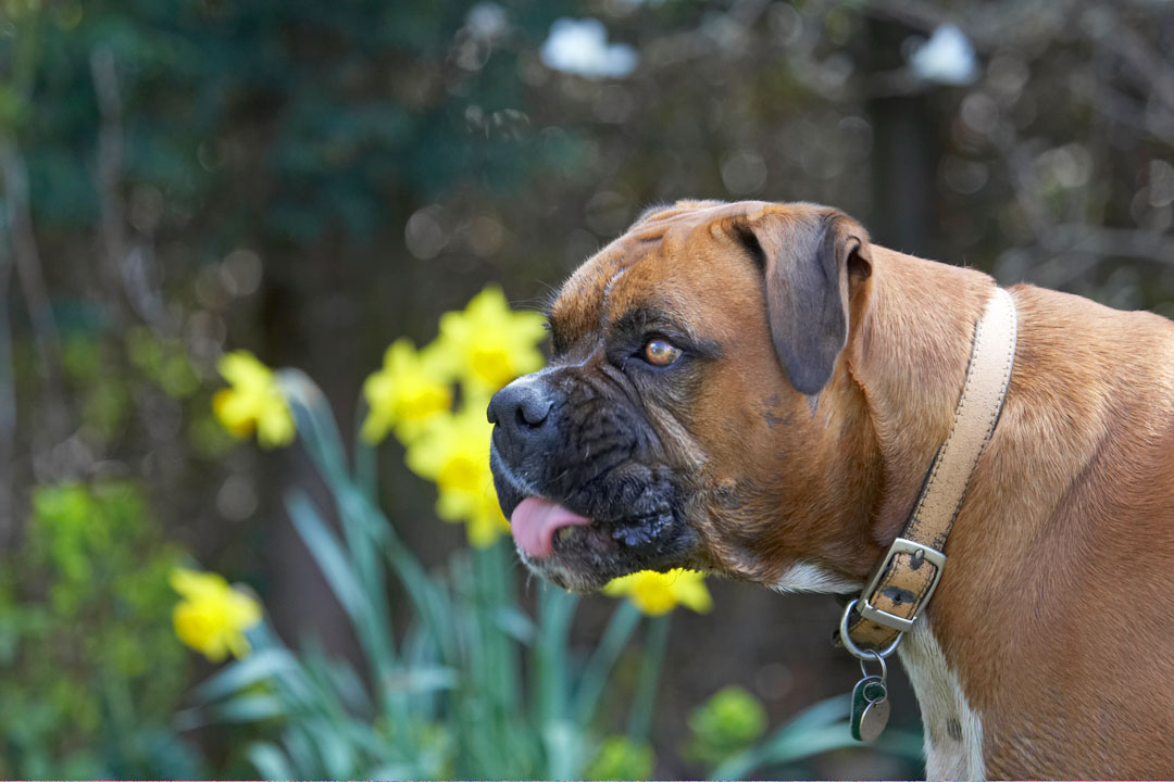 Canine, Flower, flowers, Land Mammal, Land Mammals, Nog, Peanut, Play, Playing, Playtime, Terrestrial Mammal, Terrestrial Mammals, Animal, Animals, Boxer, Boxers, Butter, Tongue, Canines, Daffodils, Dog, Dogs, Flora