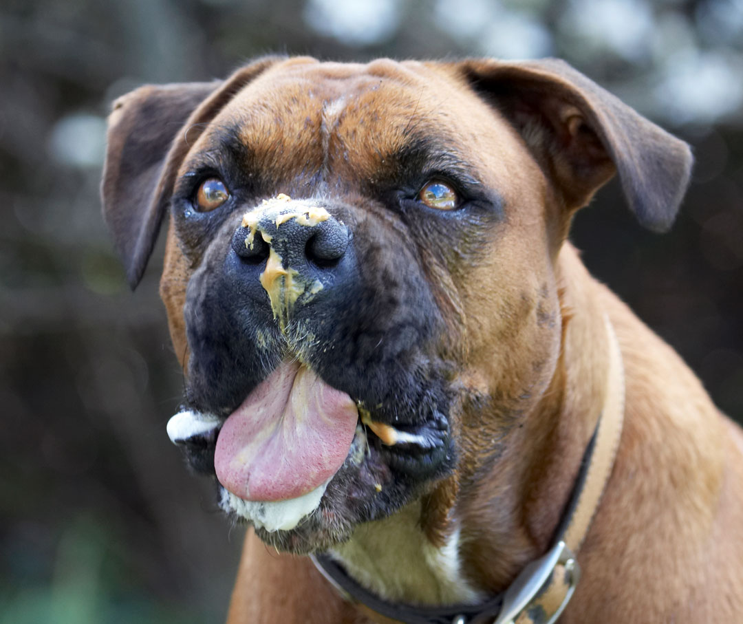 Animal, Animals, Boxer, Boxers, butter, Canine, Canines, Dog, Dogs, Land Mammal, Land Mammals, Nog, Peanut, Play, Playing, Playtime, Terrestrial Mammal, Terrestrial Mammals, Tongue