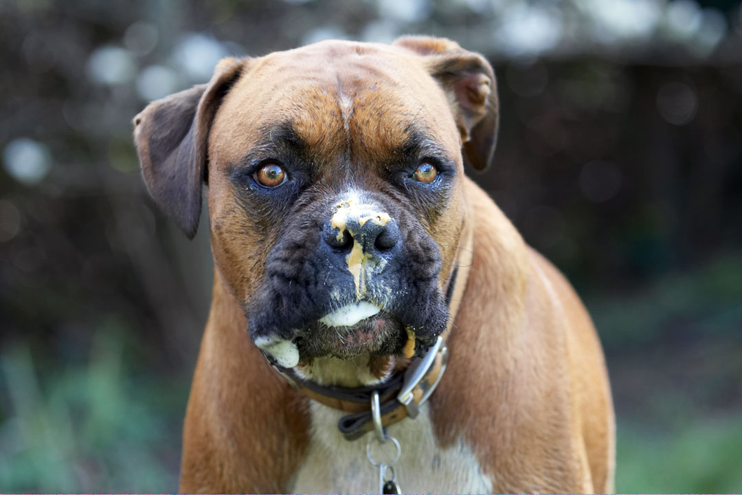 Animal, Animals, Boxer, Boxers, butter, Canine, Canines, Dog, Dogs, Land Mammal, Land Mammals, Nog, Peanut, Play, Playing, Playtime, Terrestrial Mammal, Terrestrial Mammals
