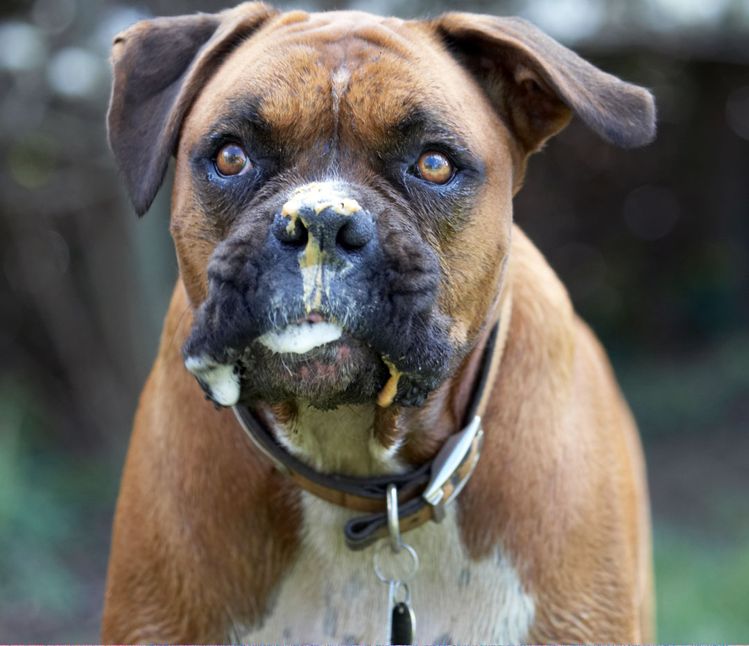 Animal, Animals, Boxer, Boxers, butter, Canine, Canines, Dog, Dogs, Land Mammal, Land Mammals, Nog, Peanut, Play, Playing, Playtime, Terrestrial Mammal, Terrestrial Mammals