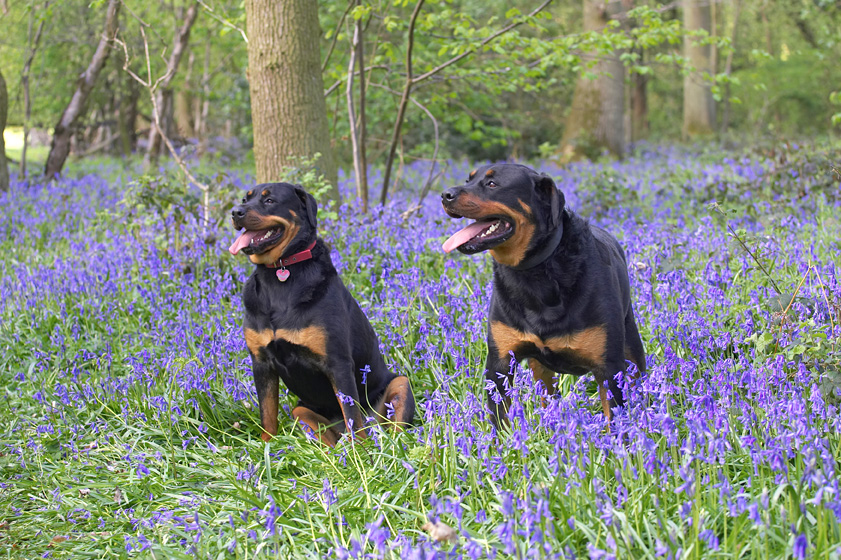 Missy and Ronan in the Bluebells