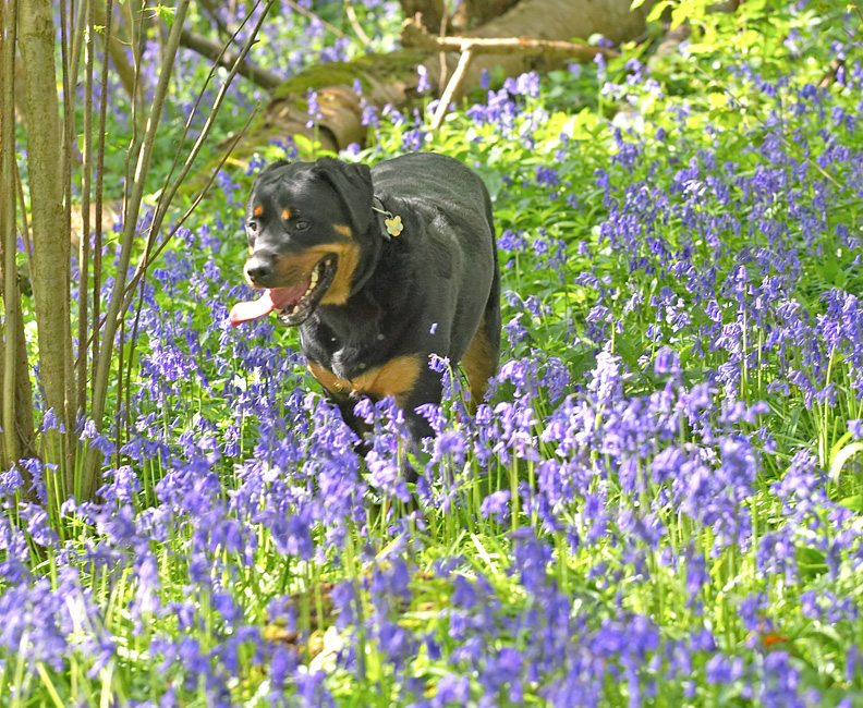 Ronan in the Bluebells