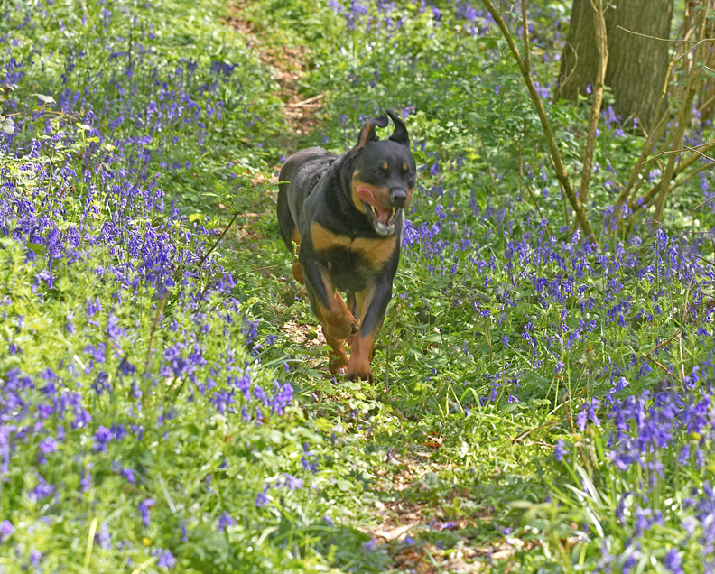 Ronan With Bat Ears