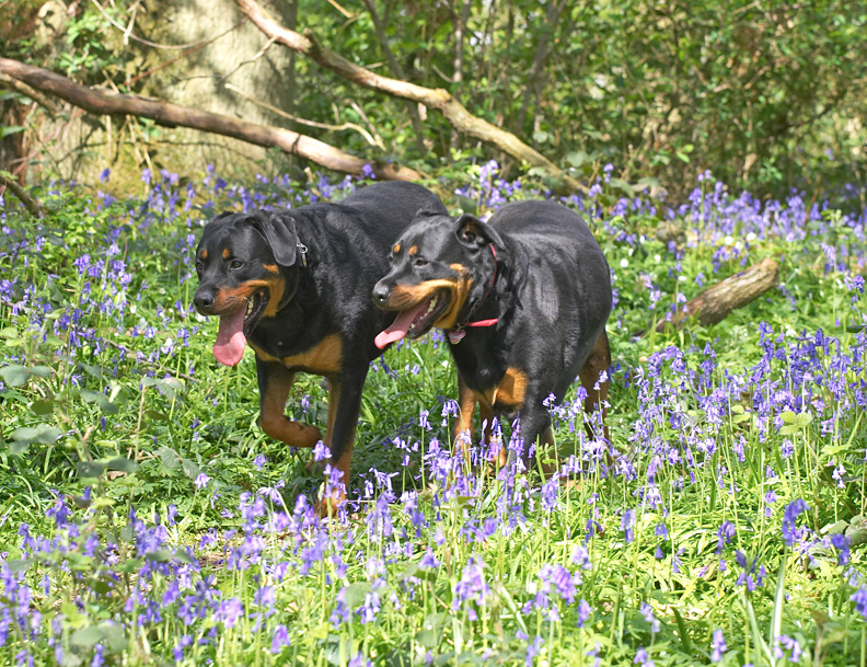 Ronan and Missy
