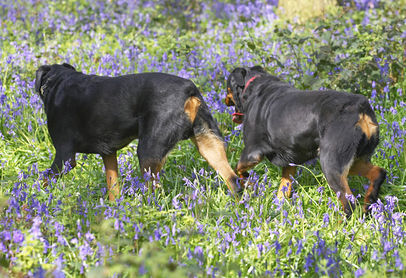 There They Go -- Ronan and Missy