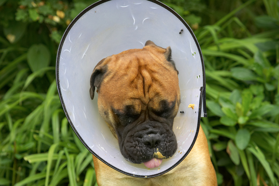 This collar's not all bad - look I don't miss a bit of food!!