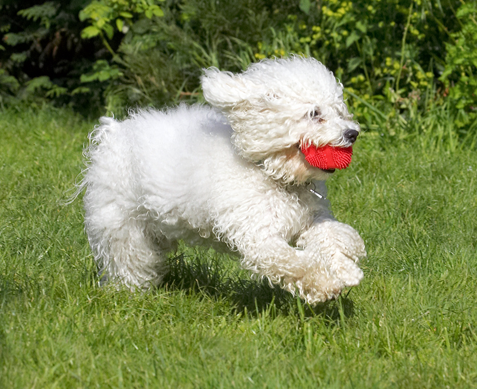 Unbridled joy