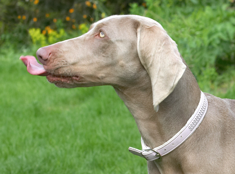 Am I catching a fly or going for my nose?