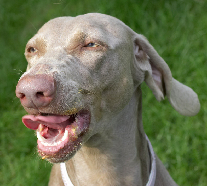 Good thing my teeth are clean and white!
